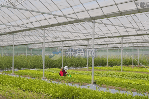 农民蔬菜大棚内劳作大棚生产系列视频素材