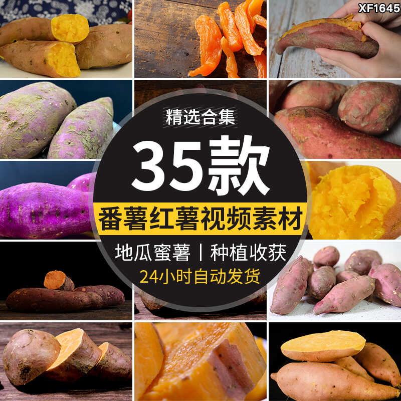 红薯番薯地瓜蜜薯特写种植收获丰收红苕甘薯农产杂粮实拍视频素材