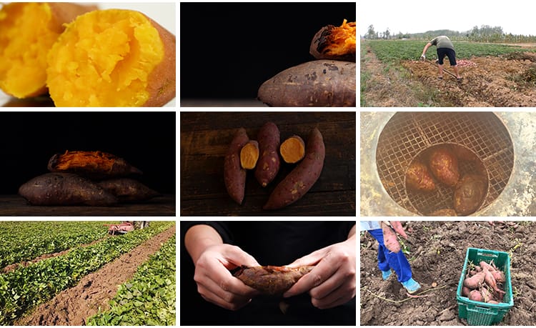 红薯番薯地瓜蜜薯特写种植收获丰收红苕甘薯农产杂粮实拍视频素材