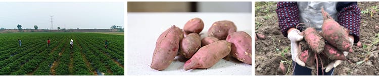 红薯番薯地瓜蜜薯特写种植收获丰收红苕甘薯农产杂粮实拍视频素材