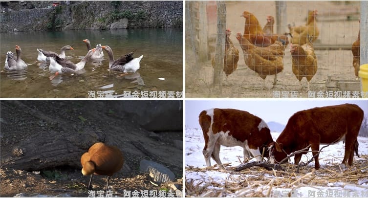 鸡鸭牛羊家禽类养殖耕牛群猪圈抖音短视频自媒体高清实拍素材剪辑