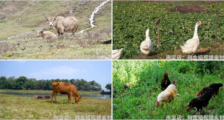 鸡鸭牛羊家禽类养殖耕牛群猪圈抖音短视频自媒体高清实拍素材剪辑