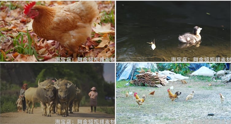 鸡鸭牛羊家禽类养殖耕牛群猪圈抖音短视频自媒体高清实拍素材剪辑