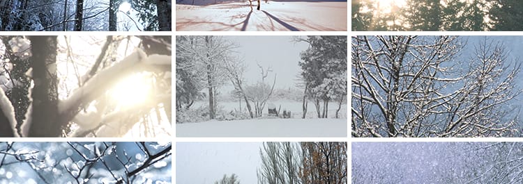 冬季雪天树林森林树枝头积雪冬天大雪花飘落枯树下雪地面视频素材