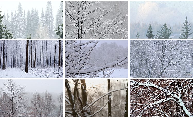 冬季雪天树林森林树枝头积雪冬天大雪花飘落枯树下雪地面视频素材