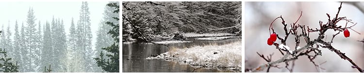 冬季雪天树林森林树枝头积雪冬天大雪花飘落枯树下雪地面视频素材