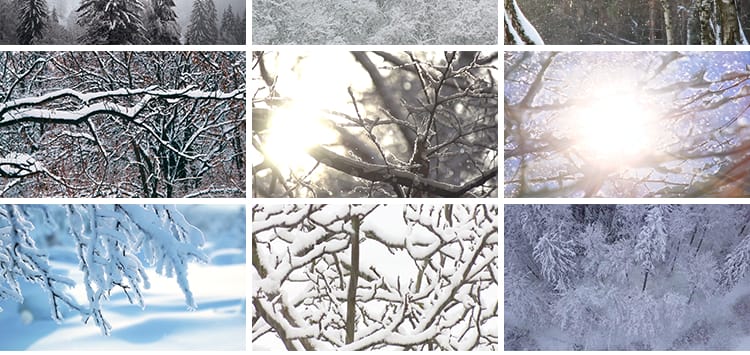 冬季雪天树林森林树枝头积雪冬天大雪花飘落枯树下雪地面视频素材