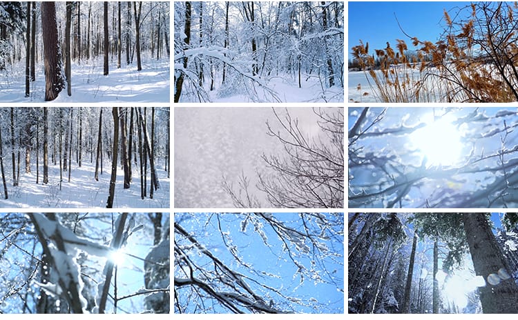 冬季雪天树林森林树枝头积雪冬天大雪花飘落枯树下雪地面视频素材