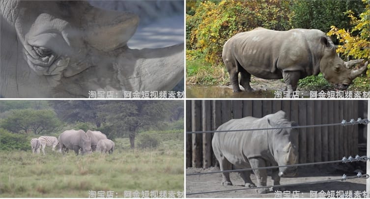 野生动物园白犀牛水坑泥坑玩耍吃草短视频自媒体高清实拍素材剪辑