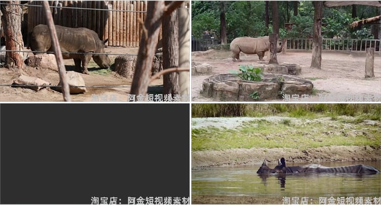 野生动物园白犀牛水坑泥坑玩耍吃草短视频自媒体高清实拍素材剪辑