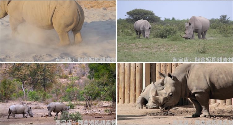 野生动物园白犀牛水坑泥坑玩耍吃草短视频自媒体高清实拍素材剪辑