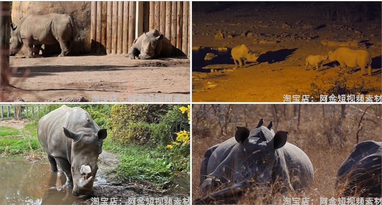 野生动物园白犀牛水坑泥坑玩耍吃草短视频自媒体高清实拍素材剪辑