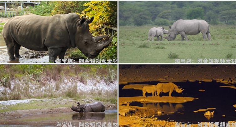 野生动物园白犀牛水坑泥坑玩耍吃草短视频自媒体高清实拍素材剪辑