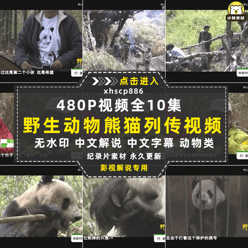 野生动物保护纪录片熊猫列传全10集中视频自媒体解说高清视频素材