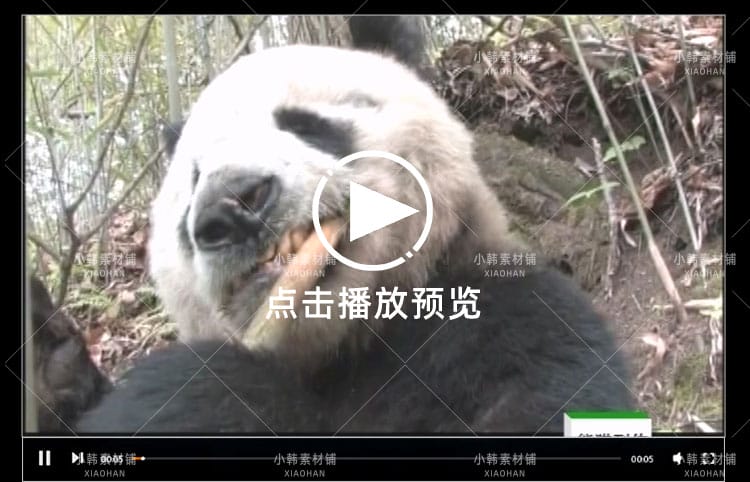 野生动物保护纪录片熊猫列传全10集中视频自媒体解说高清视频素材