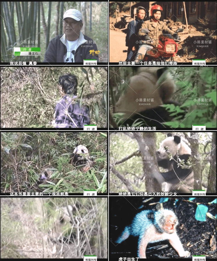 野生动物保护纪录片熊猫列传全10集中视频自媒体解说高清视频素材
