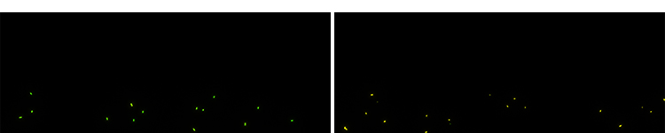 萤火虫夜晚发光飞舞粒子特效果动画MOV透明通道pr_ae合成视频素材