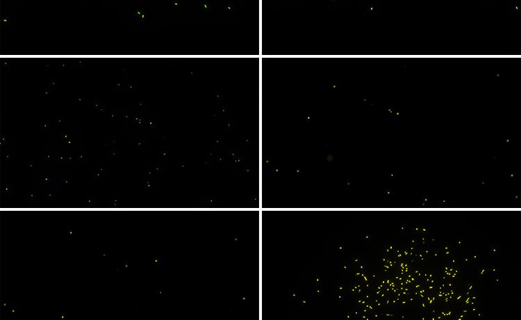 萤火虫夜晚发光飞舞粒子特效果动画MOV透明通道pr_ae合成视频素材