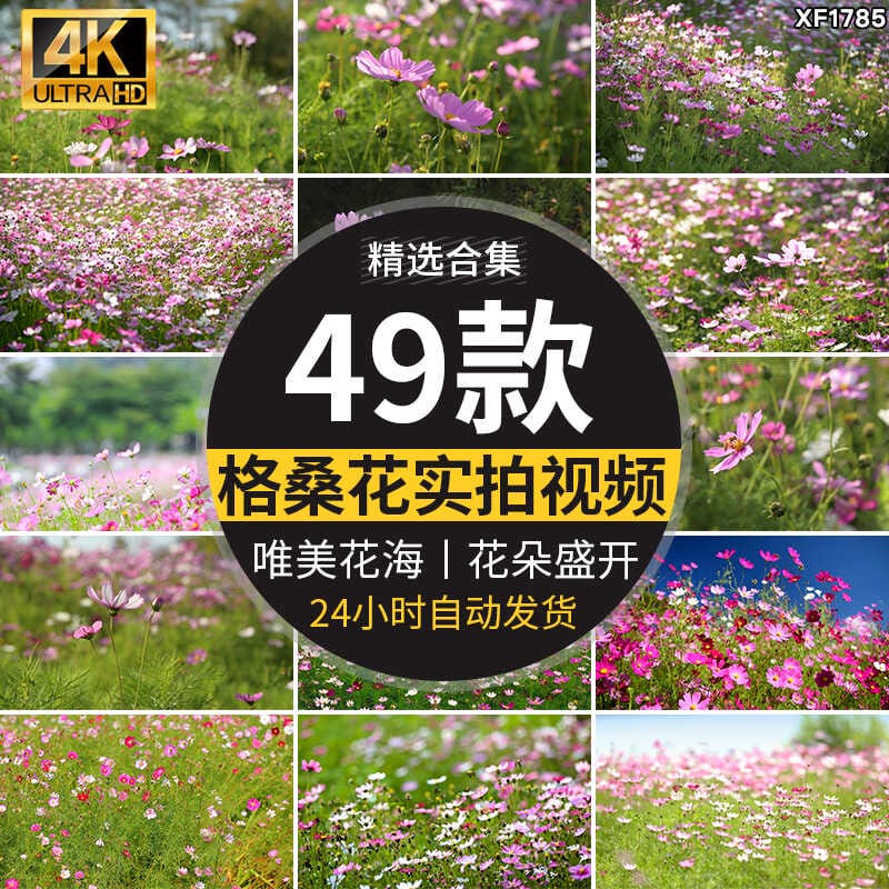 格桑花植物花草唯美春天鲜花开放盛开花朵花海风景实拍短视频素材