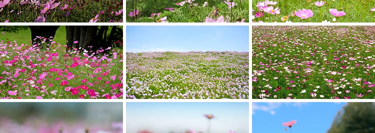 格桑花植物花草唯美春天鲜花开放盛开花朵花海风景实拍短视频素材