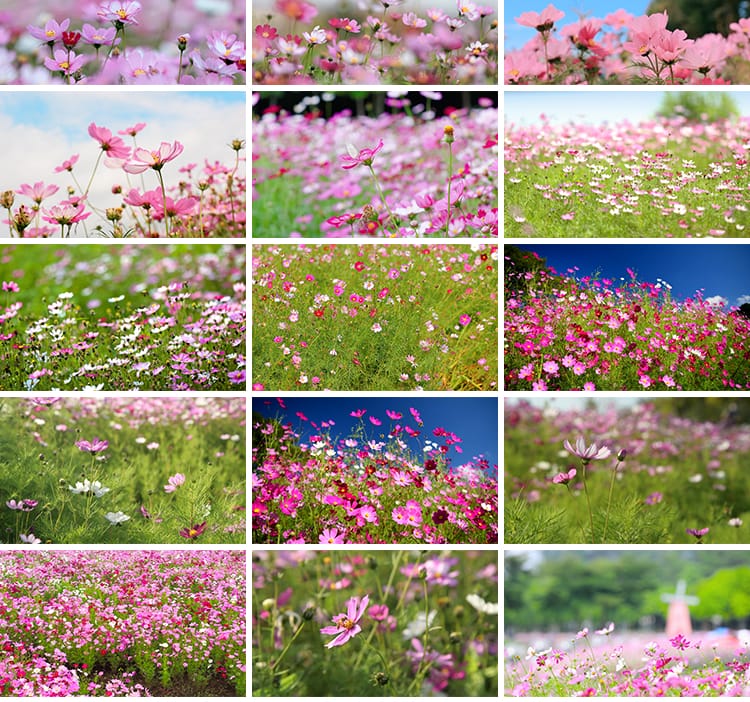 格桑花植物花草唯美春天鲜花开放盛开花朵花海风景实拍短视频素材