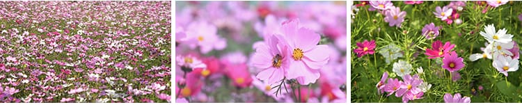 格桑花植物花草唯美春天鲜花开放盛开花朵花海风景实拍短视频素材