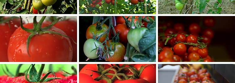 实拍西红柿新鲜番茄有机绿色蔬菜地大棚农业种植采摘果实视频素材