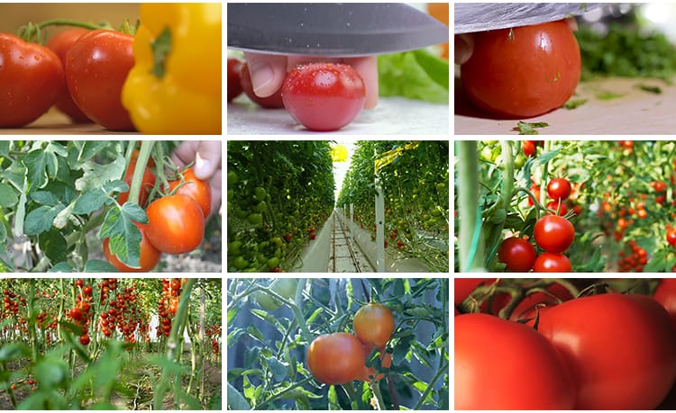 实拍西红柿新鲜番茄有机绿色蔬菜地大棚农业种植采摘果实视频素材