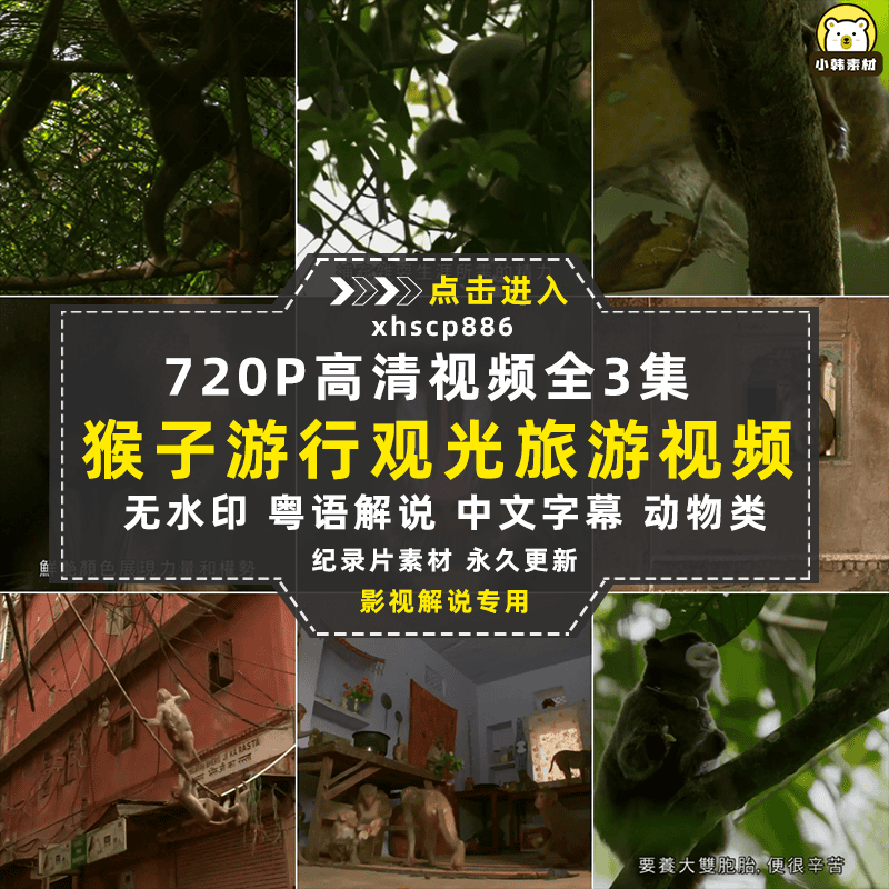 BBC动物探索纪录片猴子大观全3集中视频自媒体解说高清视频素材