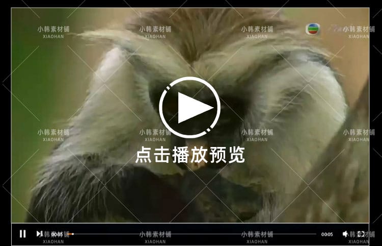 BBC动物探索纪录片猴子大观全3集中视频自媒体解说高清视频素材