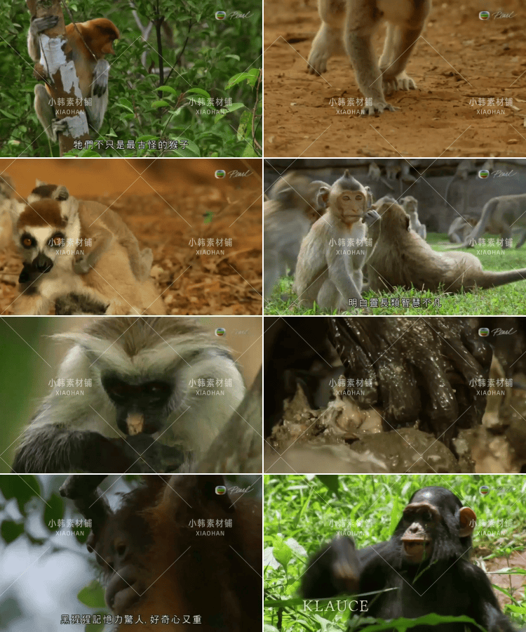 BBC动物探索纪录片猴子大观全3集中视频自媒体解说高清视频素材