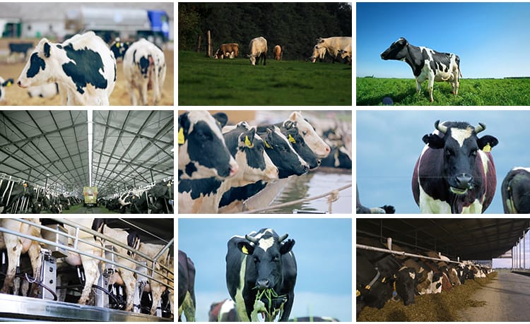 牛奶乳业奶牛牧场现代畜牧科技生态养殖草原草地奶牛挤奶实拍视频