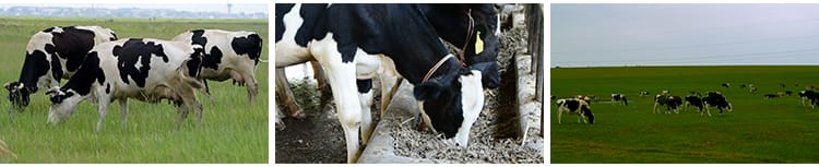 牛奶乳业奶牛牧场现代畜牧科技生态养殖草原草地奶牛挤奶实拍视频