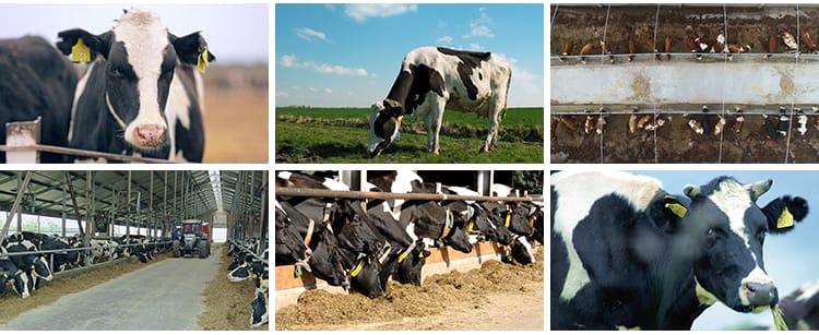 牛奶乳业奶牛牧场现代畜牧科技生态养殖草原草地奶牛挤奶实拍视频