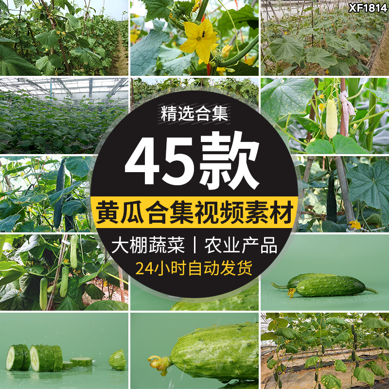 新鲜蔬菜水果黄瓜大棚种植黄瓜架农业产品特写高清实拍短视频素材