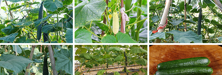 新鲜蔬菜水果黄瓜大棚种植黄瓜架农业产品特写高清实拍短视频素材