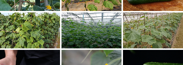 新鲜蔬菜水果黄瓜大棚种植黄瓜架农业产品特写高清实拍短视频素材