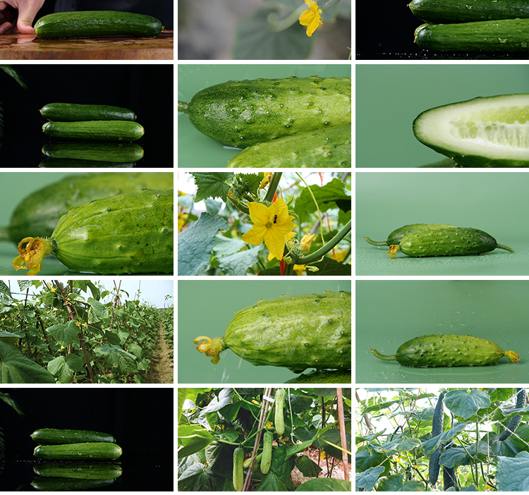 新鲜蔬菜水果黄瓜大棚种植黄瓜架农业产品特写高清实拍短视频素材