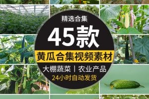 新鲜蔬菜水果黄瓜大棚种植黄瓜架农业产品特写高清实拍短视频素材