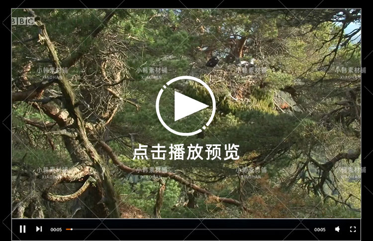 BBC野生动物纪录片高地苏格兰狂野之心中视频自媒体解说视频素材