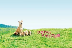 剧情电影《向日葵与幼犬的7天》恐怖惊悚电影影视解说自媒体素材文案/片源下载
