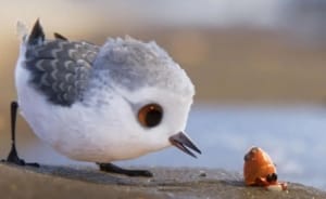 励志动画电影《鹬》恐怖惊悚电影影视解说自媒体素材文案/片源下载