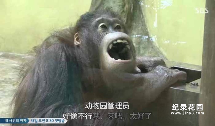 趣味动物行为纪录片《TV动物农场 短视频版》第8季中字 1080高清纪录片解说素材百度云盘下载