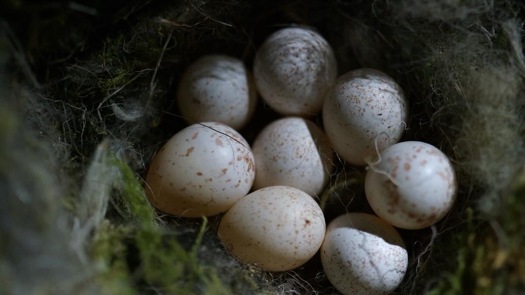 大卫爱登堡：蛋的奇迹 Natural World: Attenborough's Wonder of Eggs