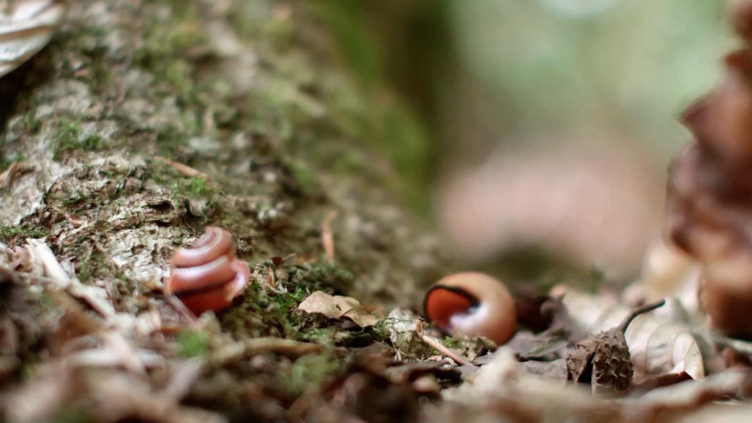 大卫爱登堡：蛋的奇迹 Natural World: Attenborough's Wonder of Eggs