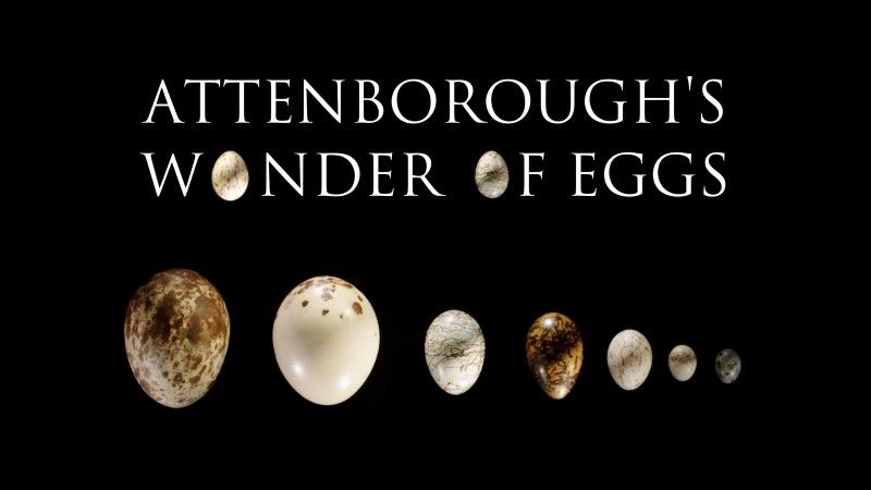 大卫爱登堡：蛋的奇迹 Natural World: Attenborough's Wonder of Eggs