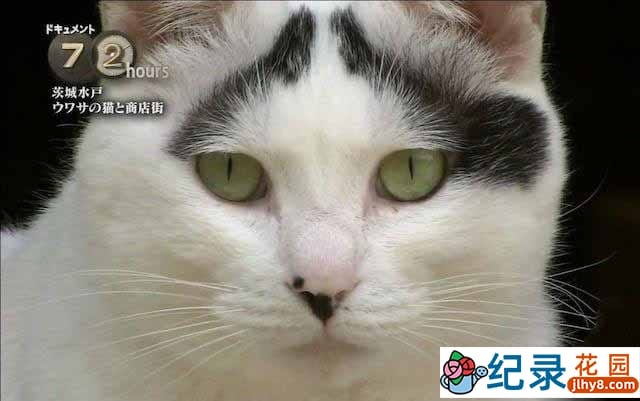 NHK宠物纪录片《传说中的赐福猫与商业街》全1集中字 720P/1080i高清纪录片资源百度云盘下载