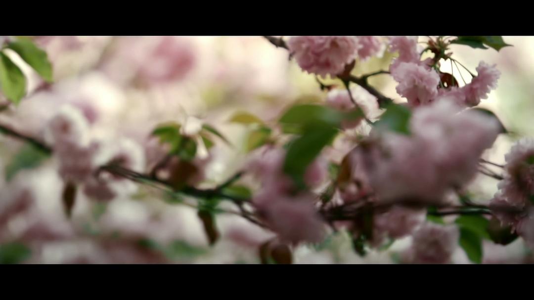 他们在岛屿写作：姹紫嫣红开遍 他們在島嶼寫作：奼紫嫣紅開遍