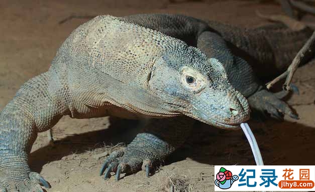 PTS自然生态纪录片《寻找最后的巨兽》全3集 720P/1080i高清纪录片资源百度云盘下载