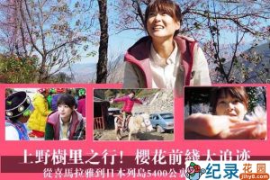 NHK樱花起源纪录片《樱花前线大追迹》全1集中字 720P/1080i高清纪录片资源百度云盘下载